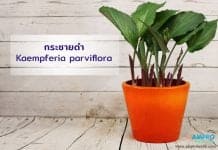 สรรพคุณและประโยชน์ของกระชายดำ สรรพคุณและประโยชน์ของ "กระชายดำ"