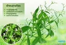 สมุนไพรฟ้าทะลายโจรต้านไข้หวัด ต้านไข้หวัดด้วยสมุนไพร "ฟ้าทะลายโจร"