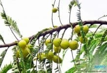 มะขามป้อม ประโยชน์และสรรพคุณมากมาย มะขามป้อม มากด้วยประโยชน์และสรรพคุณ