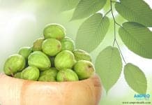 สมอไทยราชาสมุนไพร พุทธโอสถ "สมอไทย" ราชาสมุนไพร พุทธโอสถ