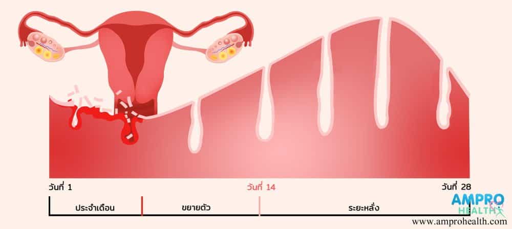 ภาวะขาดระดูหรือภาวะขาดประจำเดือน ( Amenorrhea )