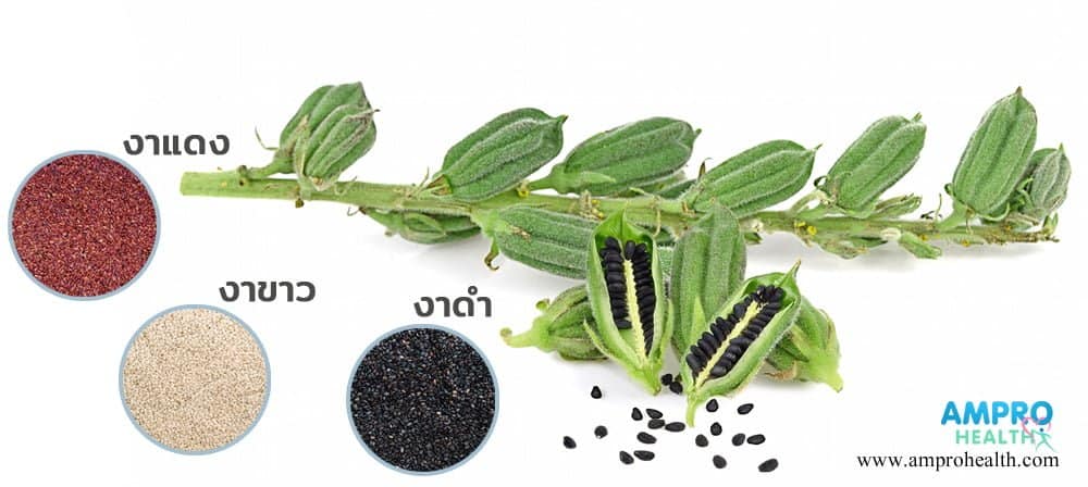 งา ( sesame ) กับคุณค่าที่ไม่ควรมองข้าม