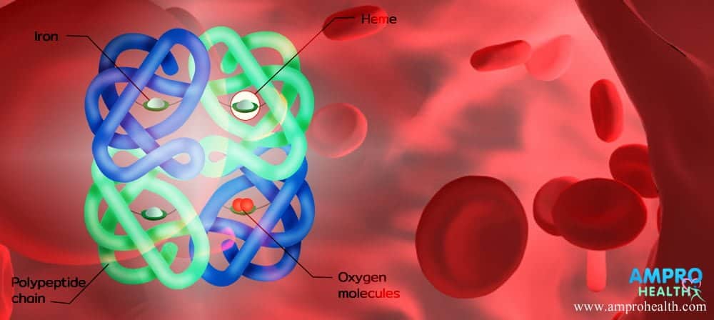 ฮีโมโกลบิน, เฮโมโกลบิน, ฮีม