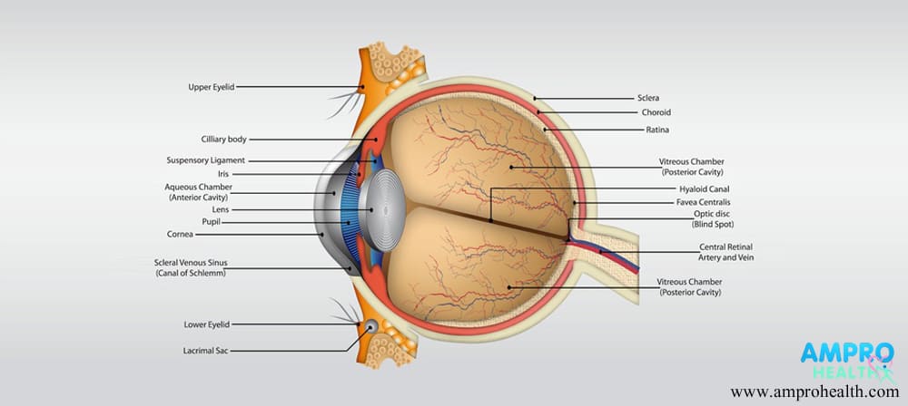 กระจกตาอักเสบ ( Keratitis )