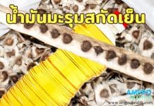 น้ำมันมะรุมสกัดเย็น ( Cold pressed Moringa oil) มะรุมสกัดเย็น ( Cold pressed Moringa )