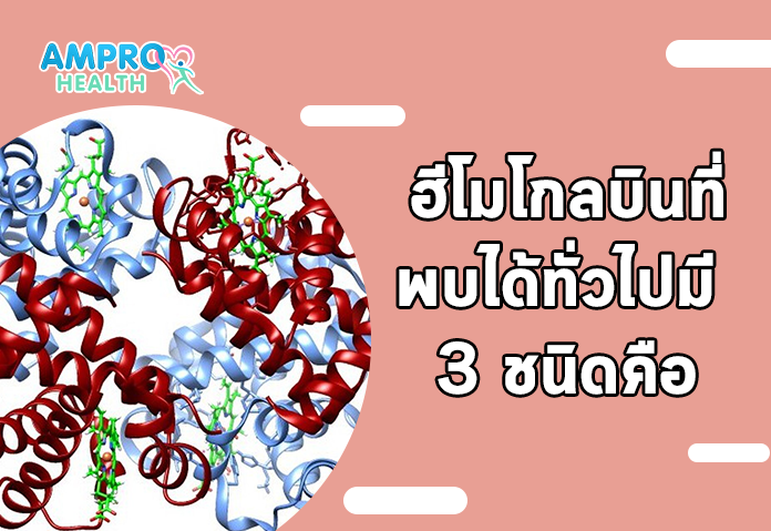 ฮีโมโกลบินที่พบได้ทั่วไปมี 3 ชนิดคือ