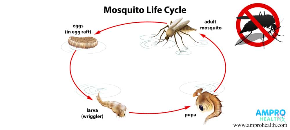 ไข้เลือดออก ( Dengue hemorrhagic fever )