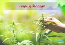 ข้อมูลน่ารู้เรื่องกัญชา ข้อมูลน่ารู้เรื่องกัญชา