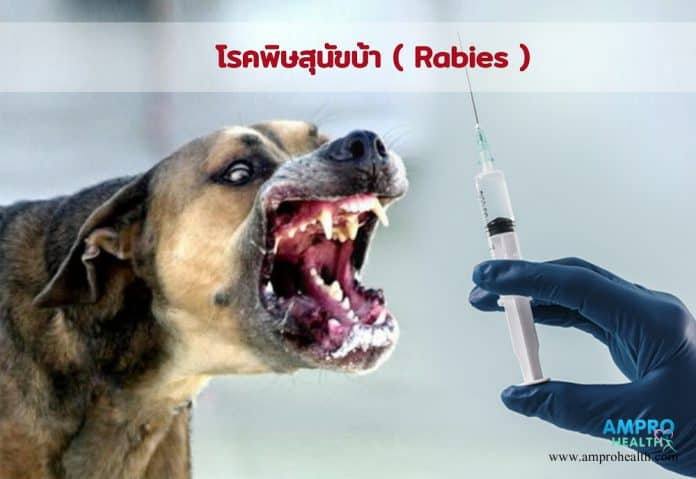 โรคพิษสุนัขบ้า ( Rabies )