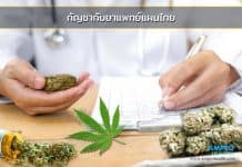 กัญชากับยาแพทย์แผนไทย กัญชากับยาแพทย์แผนไทย