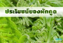 ผักกูด ( Paco Fern ) สมุนไพรพื้นบ้านพิชิตความดัน ผักกูด ( Paco Fern ) สมุนไพรพื้นบ้านพิชิตความดัน