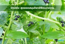 ผักปลัง สุดยอดสมุนไพรพิชิตเบาหวาน ผักปลัง