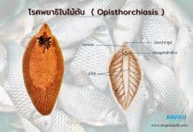 สาเหตุการเกิด โรคพยาธิใบไม้ตับ ( Opisthorchiasis ) โรคพยาธิใบไม้ตับ ( Opisthorchiasis )