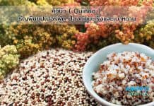 ควินัว ( Quinoa ) ธัญพืชซุปเปอร์ฟู้ด ประโยชน์ป้องกันมะเร็ง ควินัว ( Quinoa ) ธัญพืชซุปเปอร์ฟู้ด ป้องกันมะเร็งและเบาหวาน
