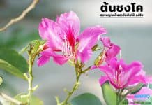 ชงโค สมุนไพรไม้ประดับ สรรพคุณเป็นยาดับพิษไข้ แก้ไอ