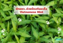 ผักแพว สุดยอดพืชผักสมุนไพรพื้นบ้าน ผักแพว สุดยอดพืชผักสมุนไพรพื้นบ้าน