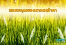 หญ้าคา สมุนไพรพื้นบ้านใกล้ตัว หญ้าคา สมุนไพรพื้นบ้านใกล้ตัว