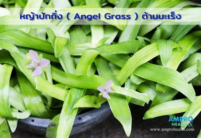 หญ้าปักกิ่ง ( Angel Grass ) ต้านมะเร็งได้ ?