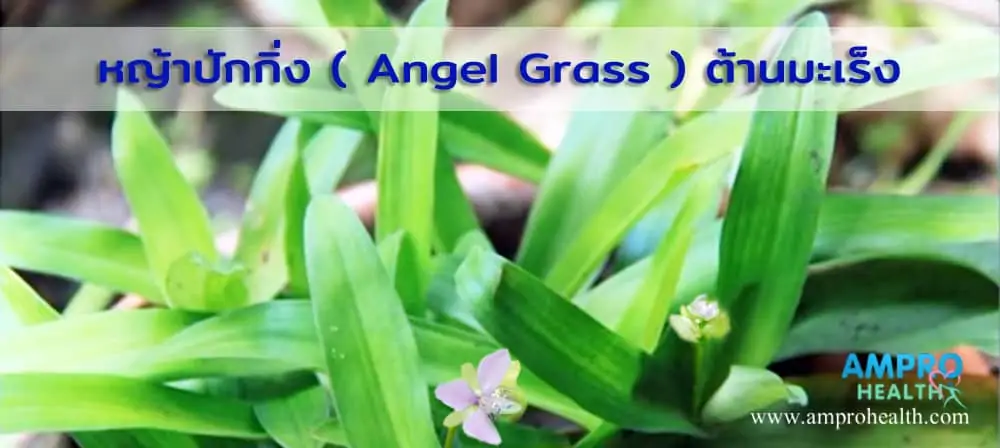 หญ้าปักกิ่ง ( Angel Grass ) ต้านมะเร็งได้ ?