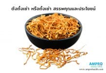 ตังถั่งเช่า หรือถั่งเช่า สรรพคุณและประโยชน์ ตังถั่งเช่า หรือถั่งเช่า สรรพคุณและประโยชน์