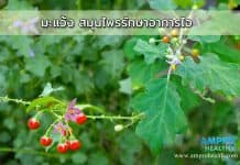 มะแว้ง สมุนไพรรักษาอาการไอ ต้นมะแว้ง สมุนไพรรักษาอาการไอ