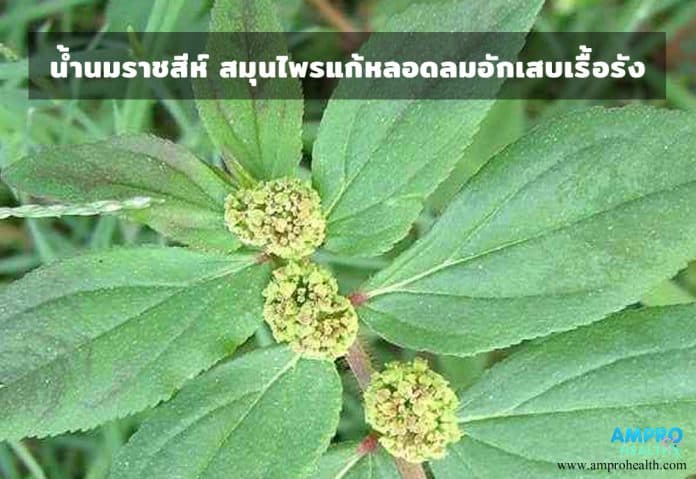 น้ำนมราชสีห์ สมุนไพรแก้หลอดลมอักเสบเรื้อรัง