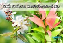 ผักติ้ว ผักพื้นบ้าน ช่วยยับยั้งเซลล์มะเร็งตับ ผักติ้ว ผักพื้นบ้าน ช่วยยับยั้งเซลล์มะเร็งตับ