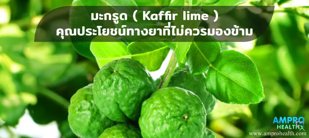 มะกรูด ( Kaffir Lime ) คุณประโยชน์ทางยาที่ไม่ควรมองข้าม