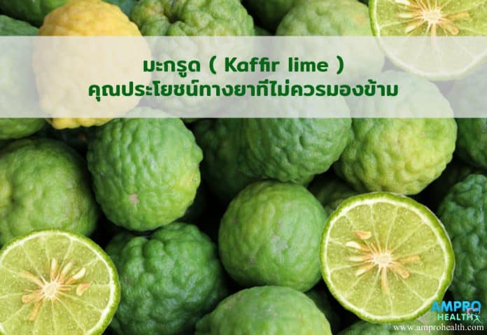 มะกรูด ( Kaffir Lime ) คุณประโยชน์ทางยาที่ไม่ควรมองข้าม