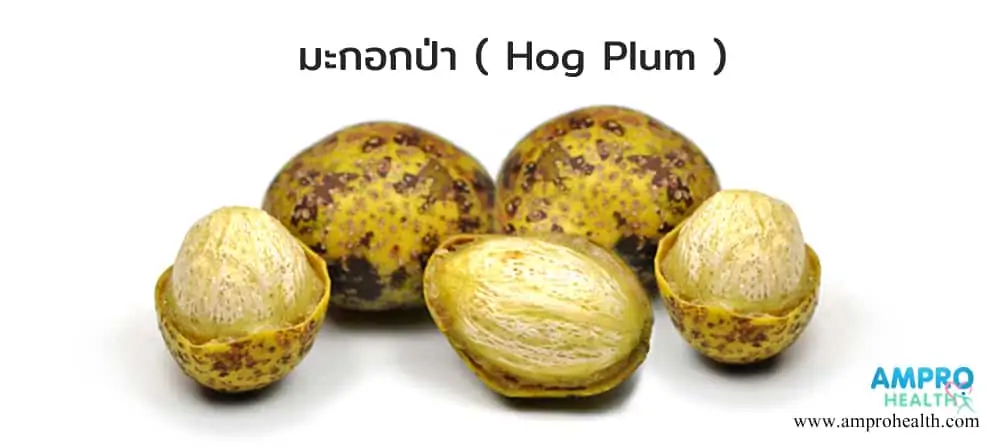 ผลมะกอกป่า ( Hog plum )