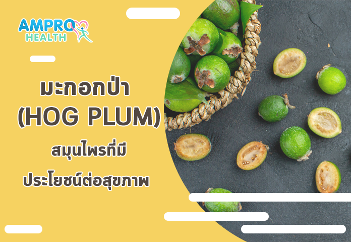 มะกอกป่า (Hog plum) สมุนไพรที่มีประโยชน์ต่อสุขภาพ