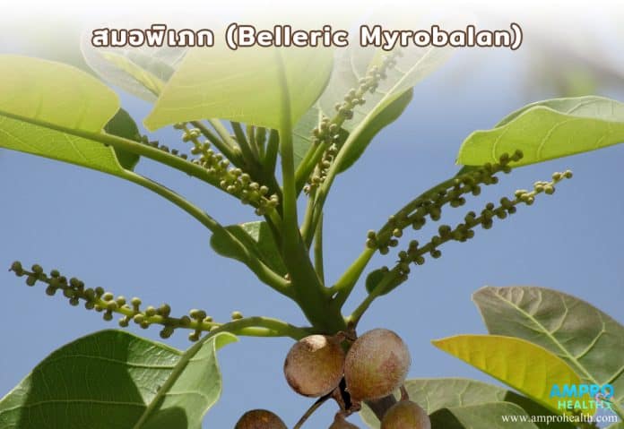 สมอพิเภก ( Belleric Myrobalan )