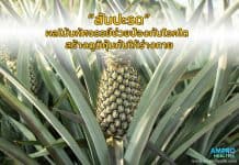 สับปะรด ผลไม้มหัศจรรย์ช่วยป้องกันโรคไต สร้างภูมิคุ้มกัน สับปะรด ผลไม้มหัศจรรย์ช่วยป้องกันโรคไต สร้างภูมิคุ้มกัน