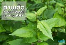 สาบเสือ วัชพืชมหัศจรรย์ ช่วยบำรุงหัวใจ