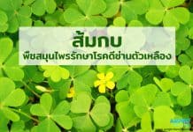 ส้มกบ พืชสมุนไพรรักษาโรคดีซ่านตัวเหลือง ส้มกบ พืชสมุนไพรรักษาโรคดีซ่านตัวเหลือง