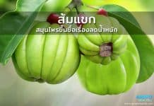 ส้มแขก สมุนไพรขึ้นชื่อเรื่องลดน้ำหนัก ส้มแขก สมุนไพรขึ้นชื่อเรื่องลดน้ำหนัก