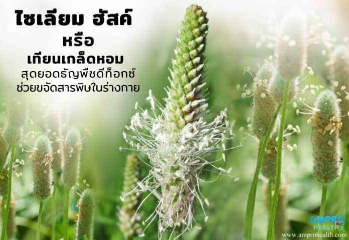 เทียนเกล็ดหอย ( Psyllium Husk ) สุดยอดธัญพืชดีท็อกซ์ ขจัดสารพิษ