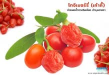 โกจิเบอร์รี่ ( เก๋ากี้ ) ช่วยลดน้ำตาลในเลือด บำรุงสายตา โกจิเบอร์รี่ ( เก๋ากี้ ) ช่วยลดน้ำตาลในเลือด บำรุงสายตา