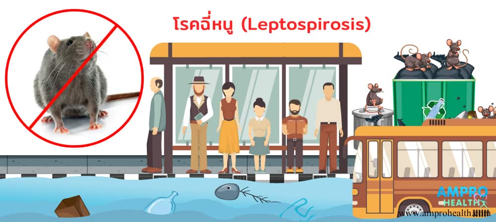 โรคฉี่หนู ( Leptospirosis ) อันตรายที่มากับหน้าฝน