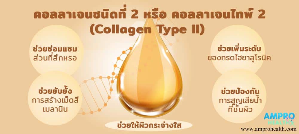 คอลลาเจนไทพ์ทู ( Collagen Type II ) มีประโยชน์อย่างไร