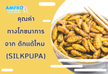 คุณค่าทางโภชนาการจาก ดักแด้ไหม (Silkpupa) คุณค่าทางโภชนาการจาก ดักแด้ไหม (Silkpupa)