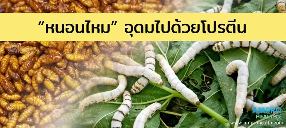 หนอนไหม ( Silkworm ) อุดมไปด้วยโปรตีน