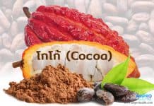 โกโก้ ( Cocoa ) เมล็ดจากต้นคาเคา ( Cacao ) โกโก้ ( Cocoa ) เมล็ดจากต้นคาเคา ( Cacao )