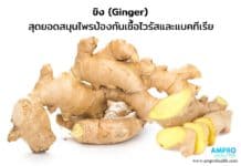 ขิง ( Ginger ) สุดยอดสมุนไพรป้องกันเซลล์มะเร็งในระยะยาวได้ ขิง ( Ginger ) สุดยอดสมุนไพรป้องกันเชื้อไวรัสและแบคทีเรีย