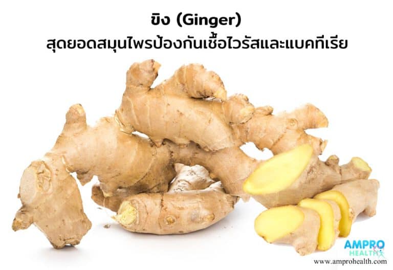 ขิง ( Ginger ) สุดยอดสมุนไพรป้องกันเชื้อไวรัสและแบคทีเรีย