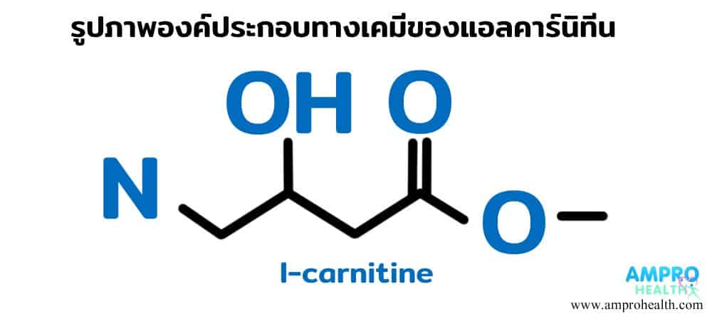 แอลคาร์นิทีน ( L- Carnitine ) มีประโยชน์อย่างไร
