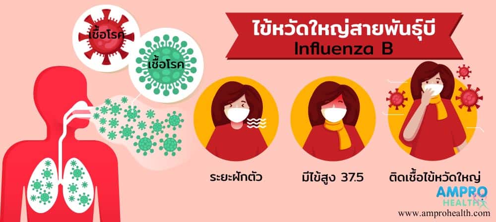 ไข้หวัดใหญ่ สายพันธุ์บี ( Influenza B ) คืออะไร