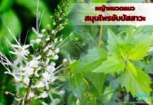 หญ้าหนวดแมว ( Cat’s whiskers ) สรรพคุณช่วยขับปัสสาวะ หญ้าหนวดแมว ( Cat's whiskers ) สมุนไพรขับปัสสาวะ