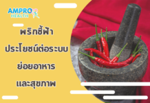 พริกชี้ฟ้า ประโยชน์ต่อระบบย่อยอาหารและสุขภาพ พริกชี้ฟ้า ประโยชน์ต่อระบบย่อยอาหารและสุขภาพ
