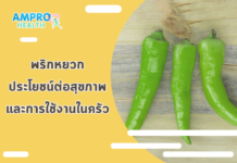 พริกหยวก ประโยชน์ต่อสุขภาพและการใช้งานในครัว